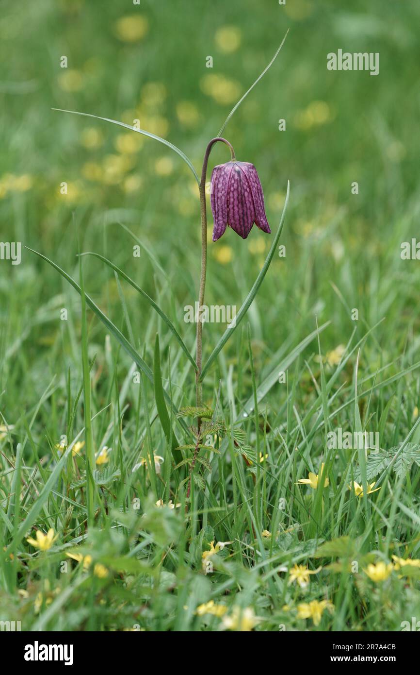 Auf einer wilden Blumenwiese in wiltshire wachsen Fregtillare Stockfoto