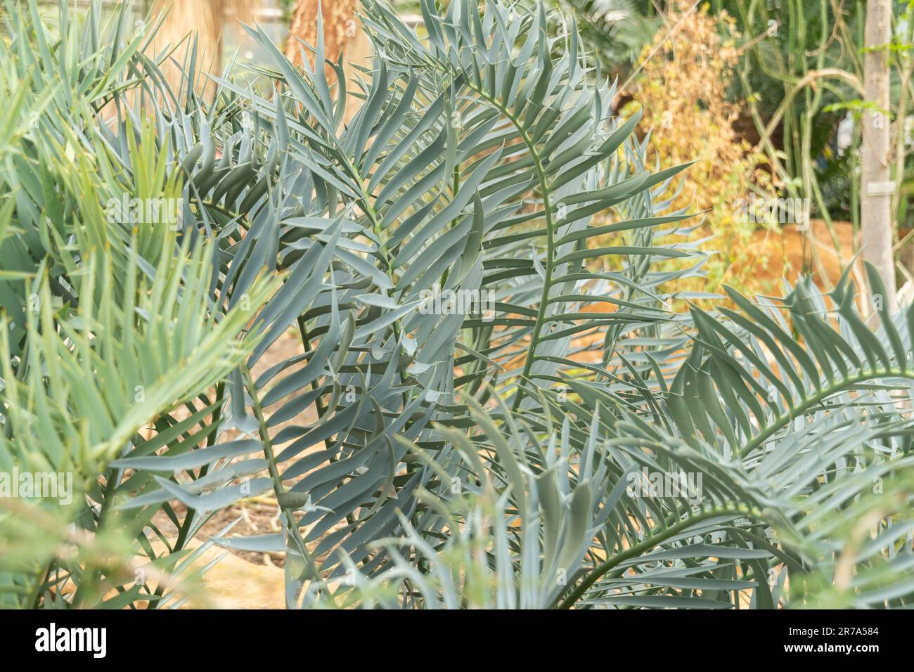 Zürich, Schweiz, 24. Mai 2023 Karoo Cycad oder Encephalartos lehmannii im botanischen Garten Stockfoto