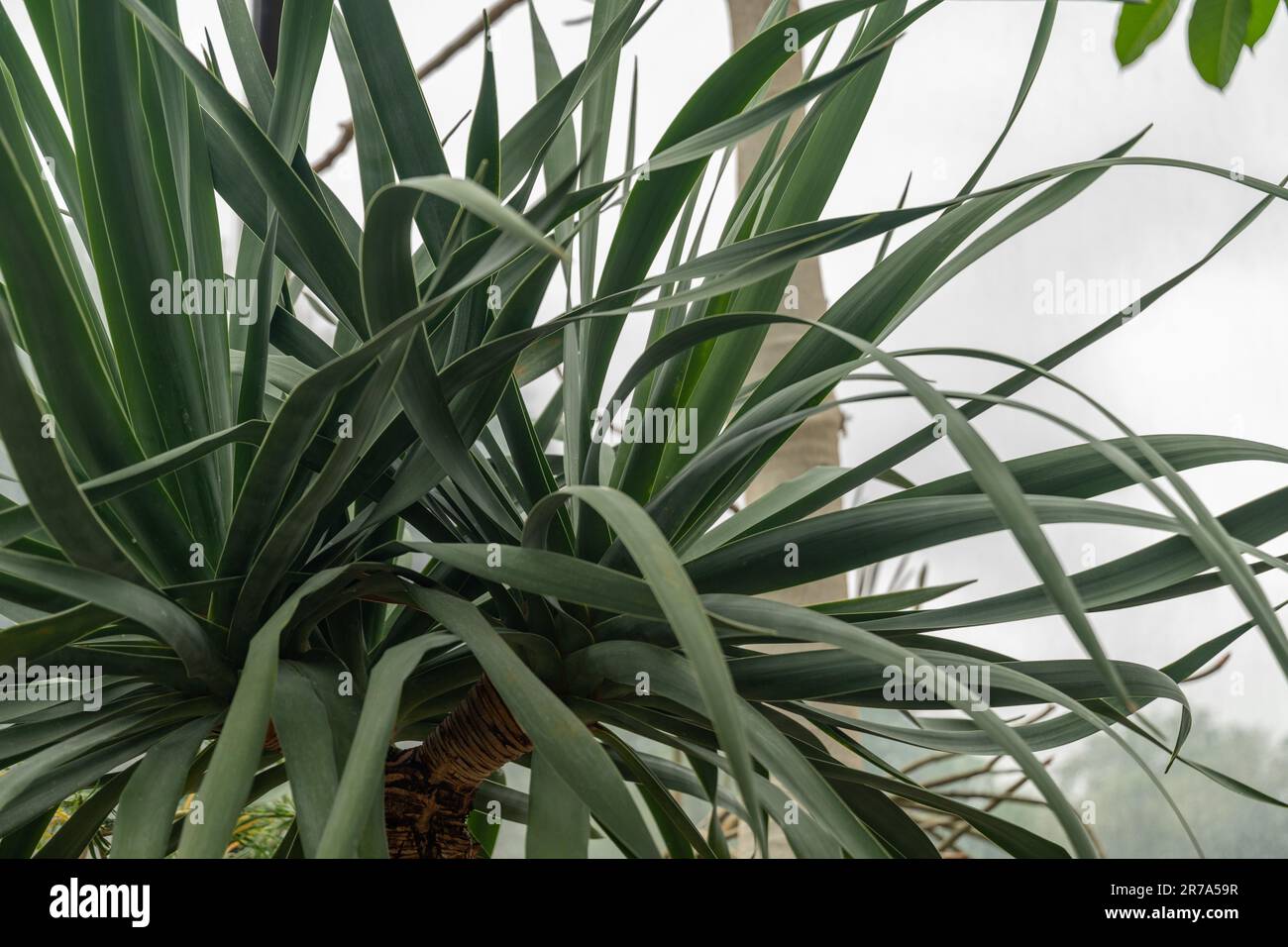 Zürich, Schweiz, 24. Mai 2023 Kanarische Inseln Drachenbaum oder Dracaena Draco Baum im botanischen Garten Stockfoto