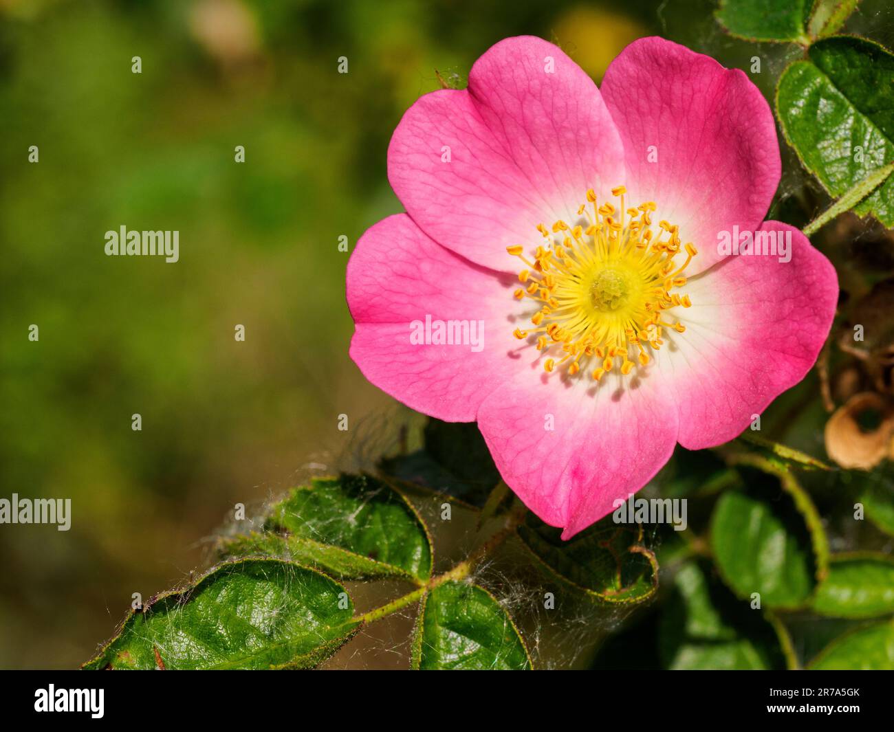 Sweet Briar (rosa rubiginosa) alias Hundrose, die in einer Hecke im ländlichen wiltshire wächst Stockfoto