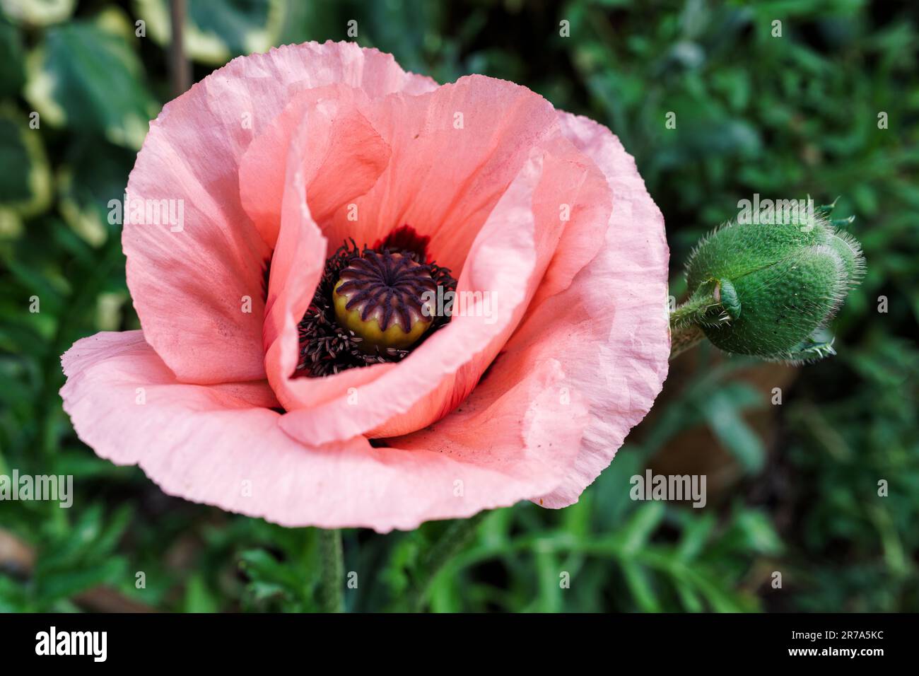 Porträt einer grossen rosa Mohnblume mit grüner Knospe Stockfoto