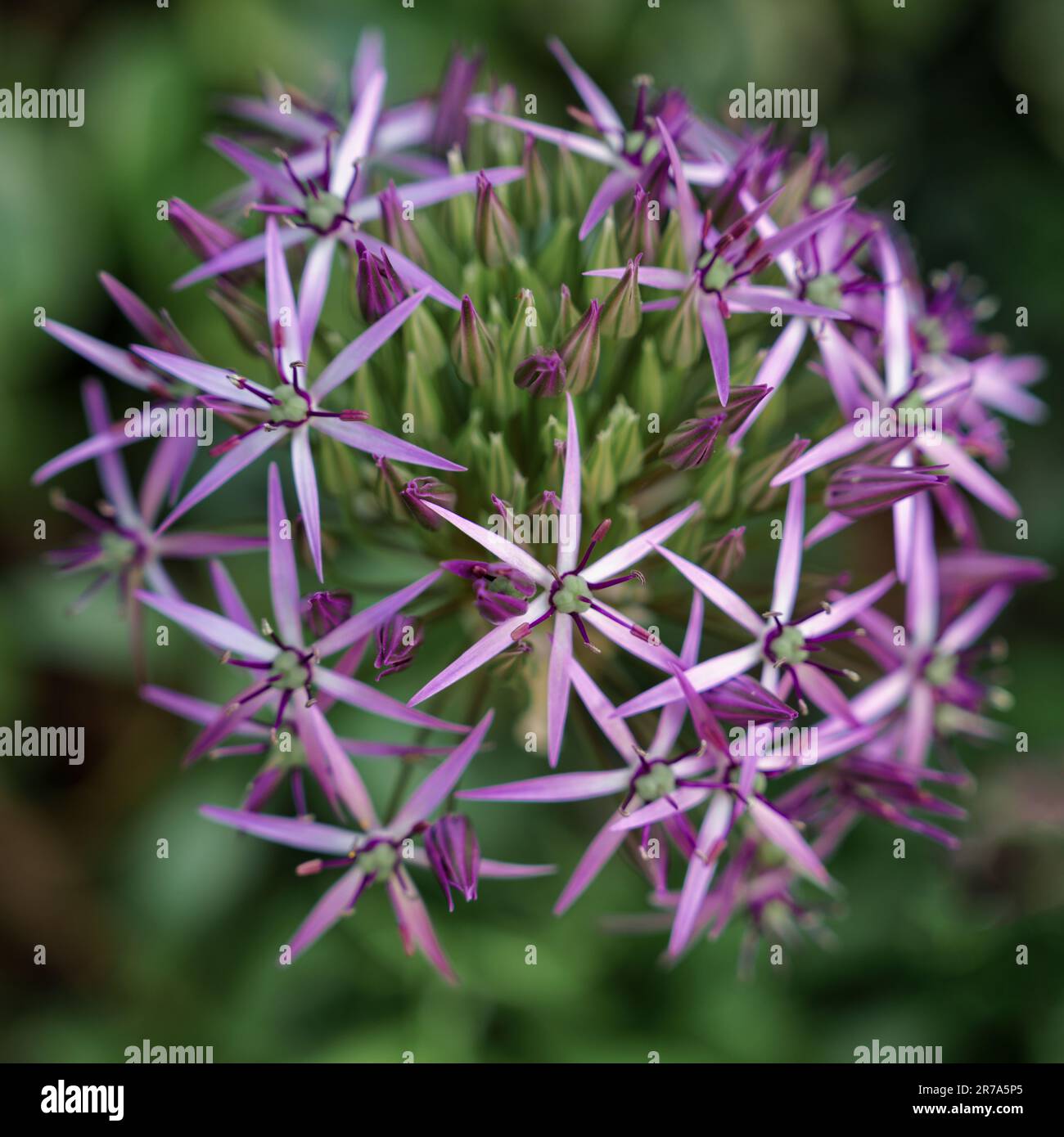 Allium cristophii, die persische Zwiebel oder der Stern von Persien, ist eine Zierpflanze mit violetten geometrischen Sternblüten Stockfoto