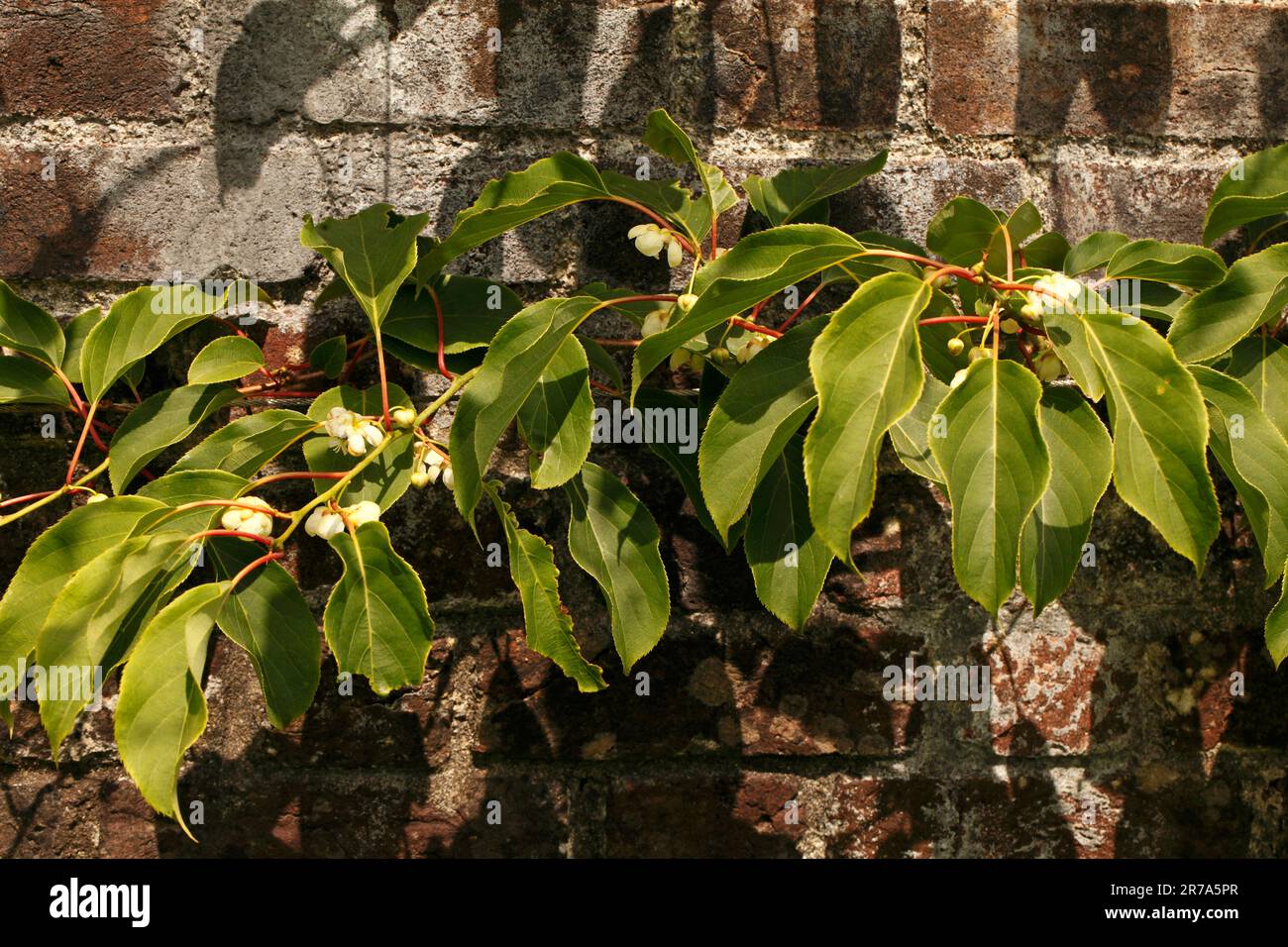 Actinidia arguta „Ken's Red“ Stockfoto