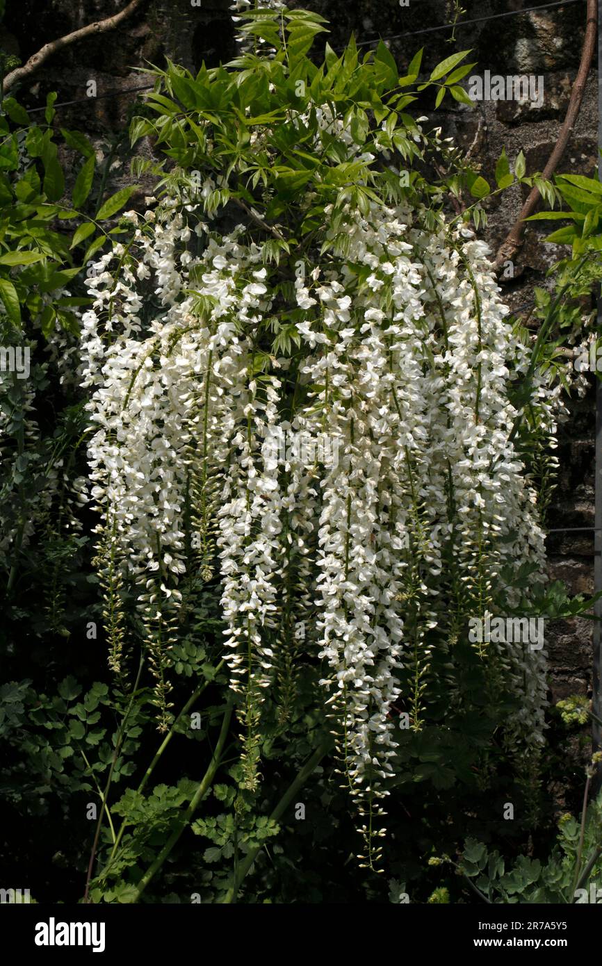 Weiße japanische Wisteria Sinensis alba floribunda. Fabaceae Stockfoto