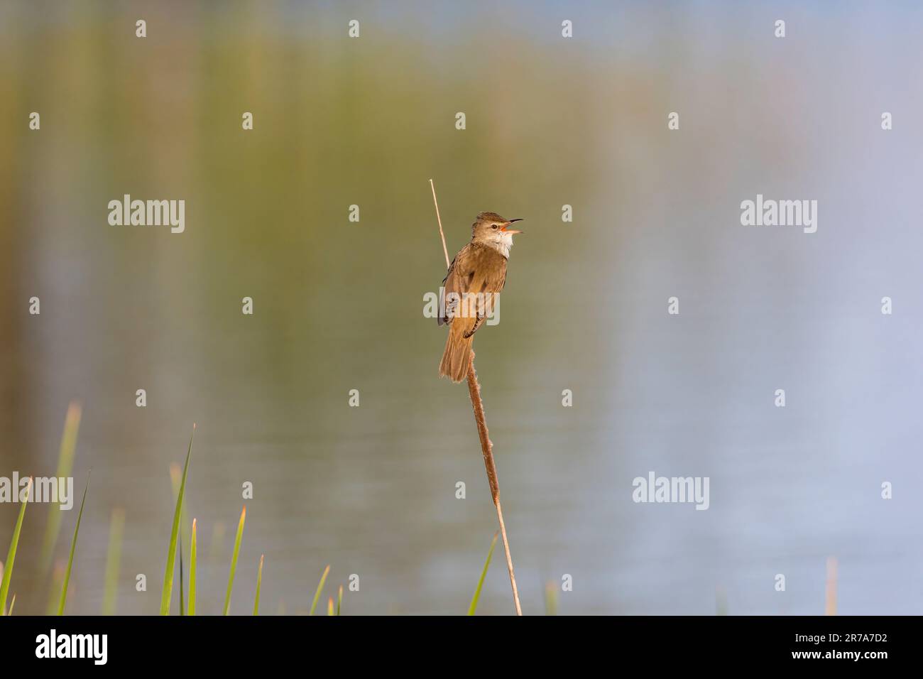 Der große Reed Warbler (Acrocephalus arundinaceus) singt im Morgenlicht. Foto aufgenommen am 6. Mai 2023, Dumbravita, Kreis Timis, Rumänien. Stockfoto