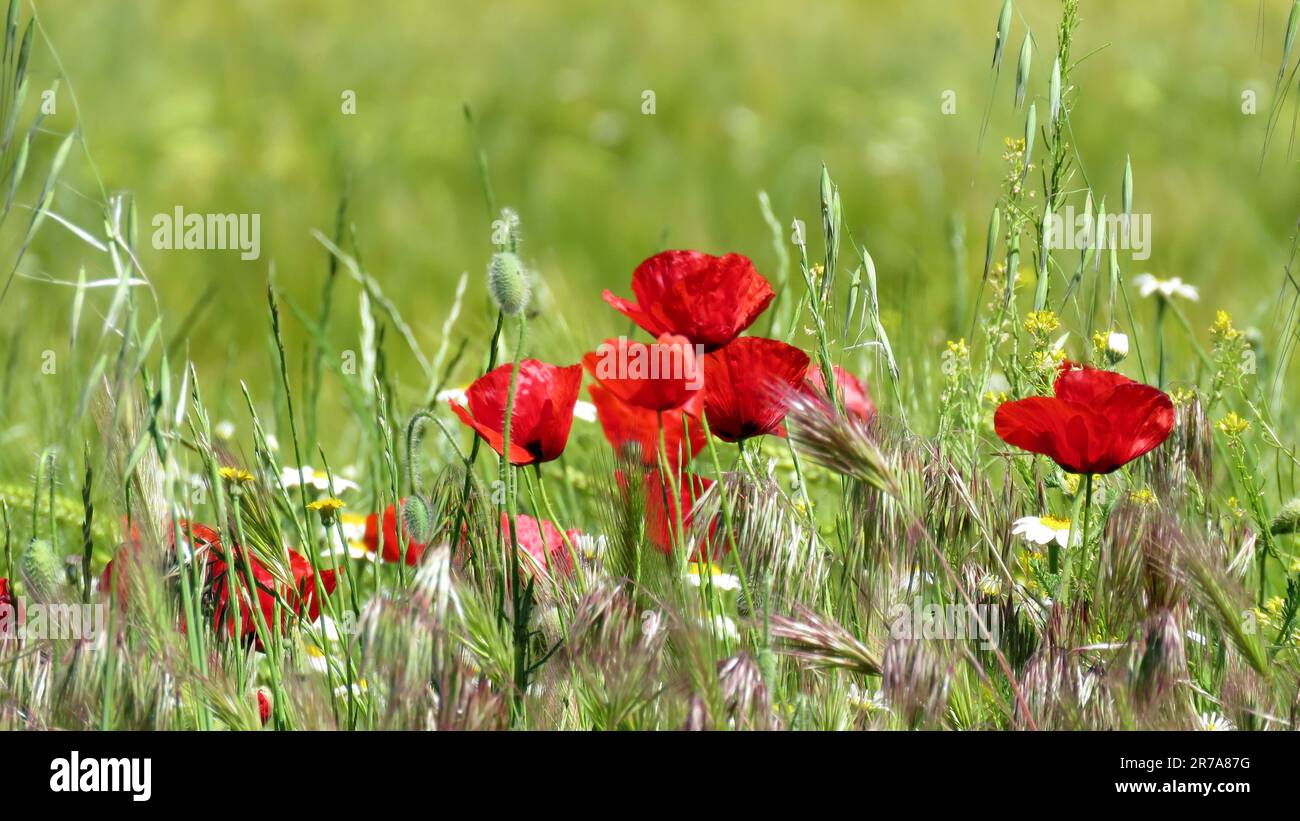 Die leuchtenden roten Mohnblumen im grünen Feld. Stockfoto