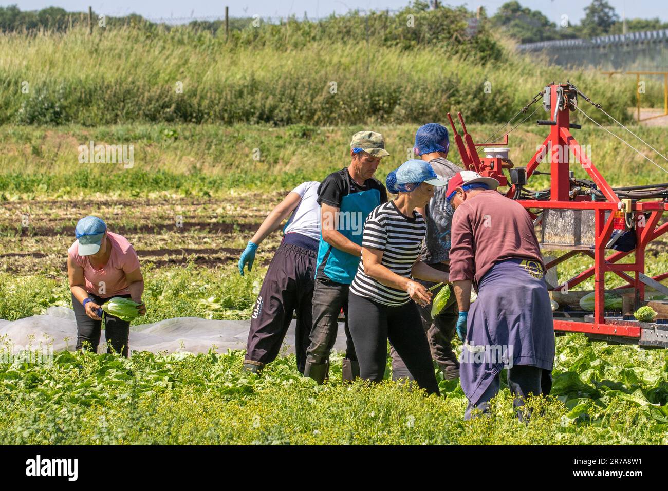 Landarbeiter pflücken Salat in Tarleton, Lancashire. Wetter in Großbritannien Juni 2023. Die EU-Wanderarbeitnehmer ernten in der Lage, den hitzetoleranten Kopfsalat zu ernten, da die Nachfrage nach Salatpflanzen bei heißem Wetter stark zunimmt. Diese Gegend in West Lancashire, bekannt als Salad Bowl, liefert in den Sommermonaten die große Nachfrage nach Salaten und Supermärkten, die frische Produkte benötigen. In diesem Jahr wurden große Flächen in den Getreideanbau verlagert, da es an europäischen Migranten mangelt, die diese Kulturen ernten, was zu einem unvermeidlichen Mangel in den Supermärkten führen wird. Stockfoto