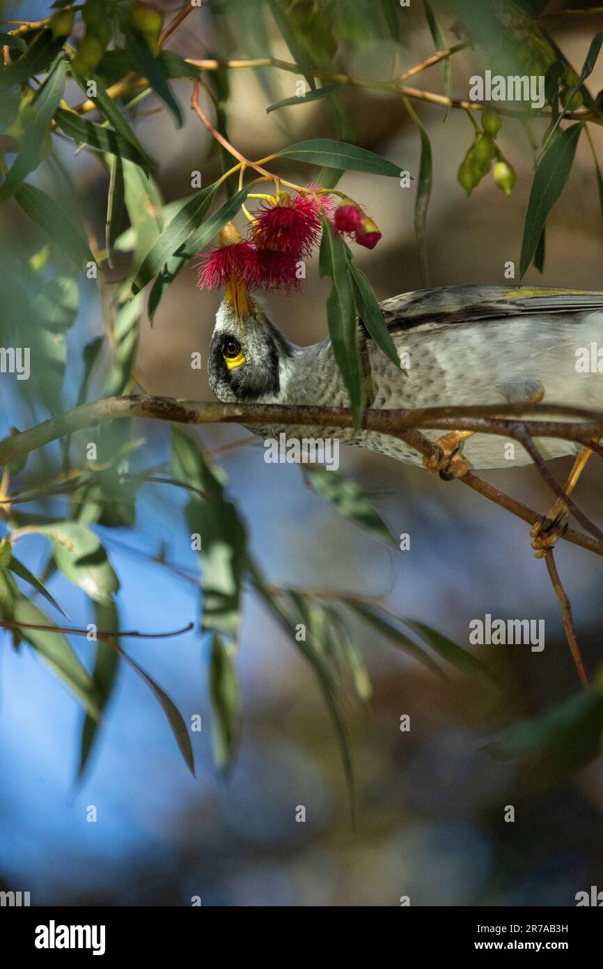 Der laute Bergmann (Manorina melanocephala) auf dem Eukalyptusbaum, Melbourne, Victoria, Australien. Stockfoto