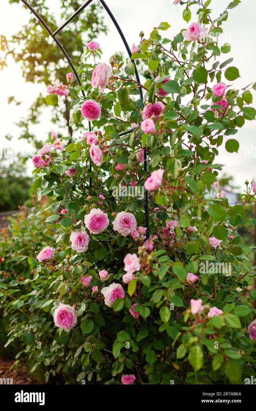 Rosafarbene Rosenblumen blühen auf dem Bogen im Sommergarten. Die englische James Galway Kletterrose wächst auf Pergola. Spalierhilfe für Pflanzen Stockfoto