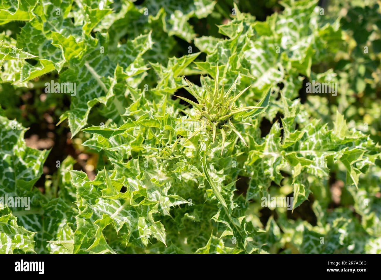 Zürich, Schweiz, 22. Mai 2023 Mariendistel oder Silybum-Marianum-Pflanze im botanischen Garten Stockfoto