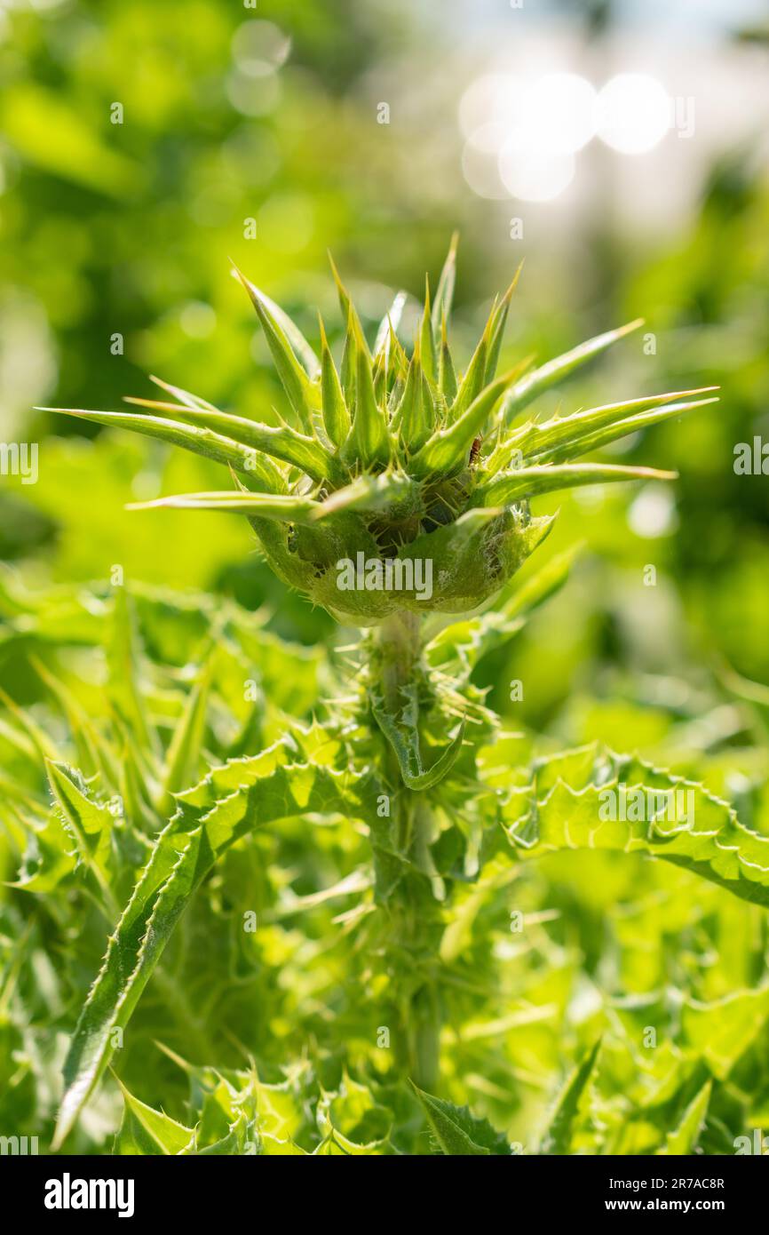 Zürich, Schweiz, 22. Mai 2023 Mariendistel oder Silybum-Marianum-Pflanze im botanischen Garten Stockfoto