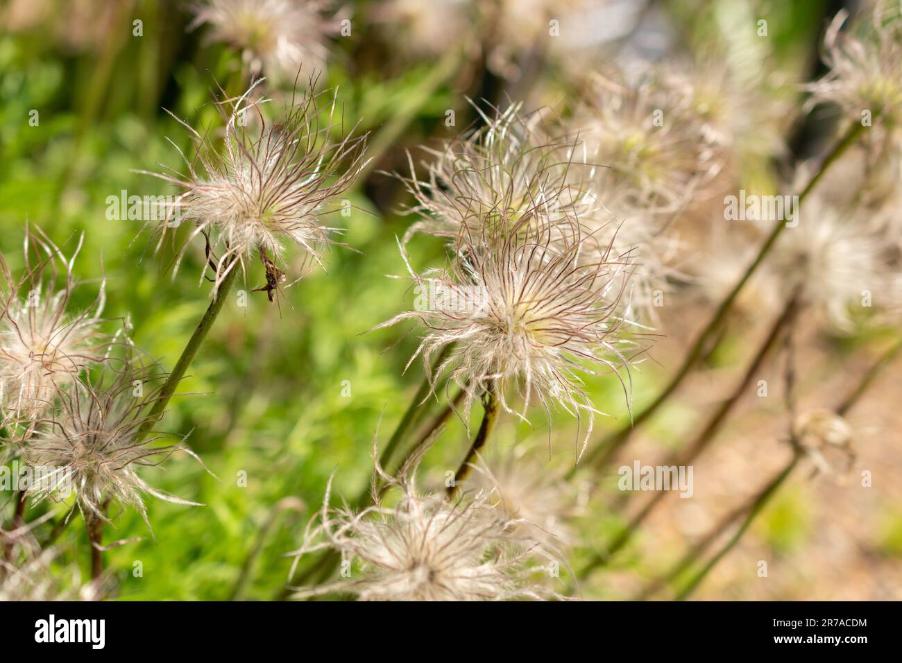 Zürich, Schweiz, 22. Mai 2023 Anemone Pulsatilla Vulgaris im botanischen Garten Stockfoto