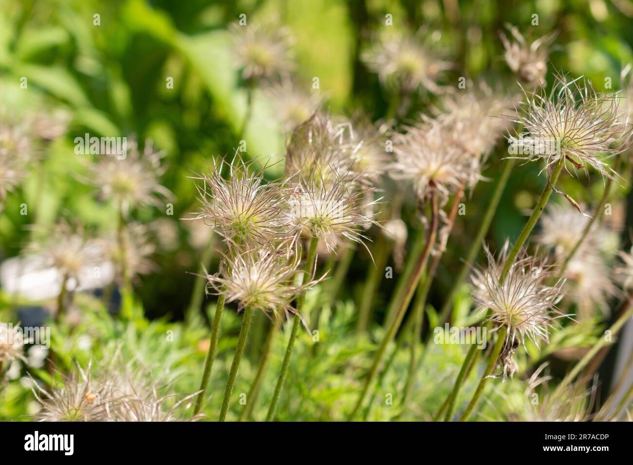 Zürich, Schweiz, 22. Mai 2023 Anemone Pulsatilla Vulgaris im botanischen Garten Stockfoto