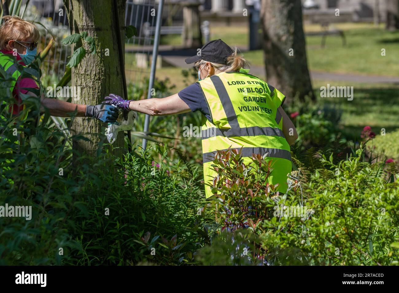 Ehrenamtliche Gärtner in Southport, Merseyside. UK Weather 14. Juni 2023. Großbritannien in Blüte. Lords Street Garden Freiwillige besuchen überwucherte Stadtgärten in Southport. Die Gartenpflege wird in der Regel von qualifizierten mitarbeitern des gemeinderats durchgeführt. Stockfoto