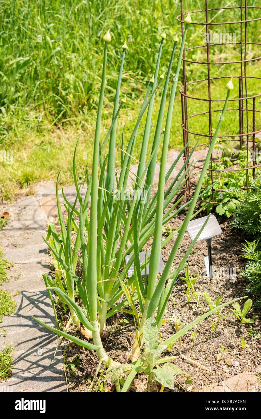 Zürich, Schweiz, 22. Mai 2023 Zwiebel oder Allium Cepa im botanischen Garten Stockfoto