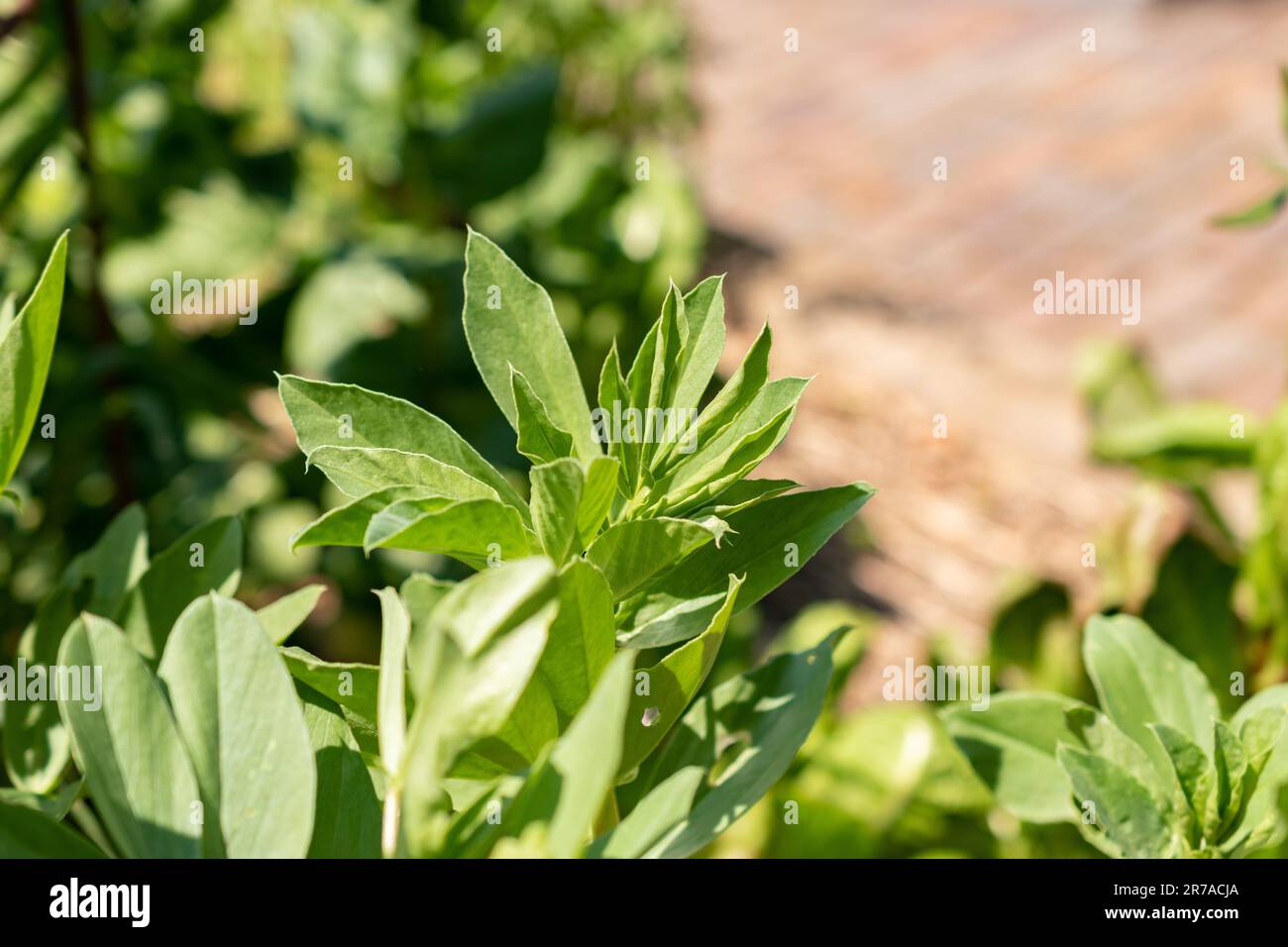 Zürich, Schweiz, 22. Mai 2023 Fababohne oder Vicia Faba im botanischen Garten Stockfoto