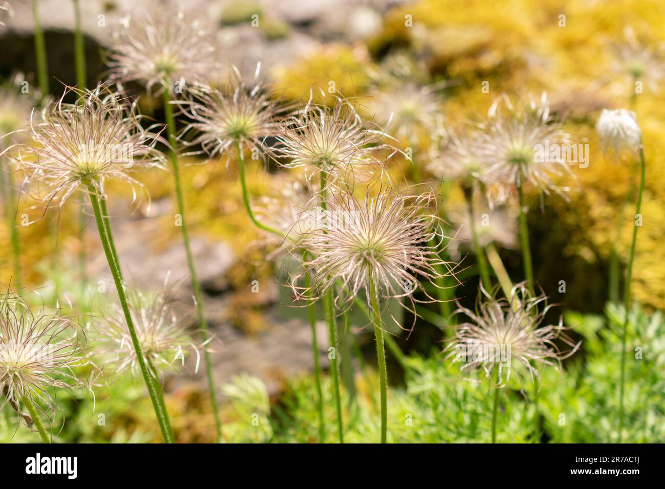 Zürich, Schweiz, 22. Mai 2023 Pulsatilla Montana oder Pasque Blume im botanischen Garten Stockfoto