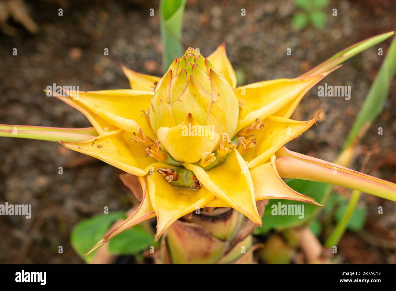 Zürich, Schweiz, 22. Mai 2023 Chinesische Zwergbanane oder Ensete Lasiocarpum im botanischen Garten Stockfoto