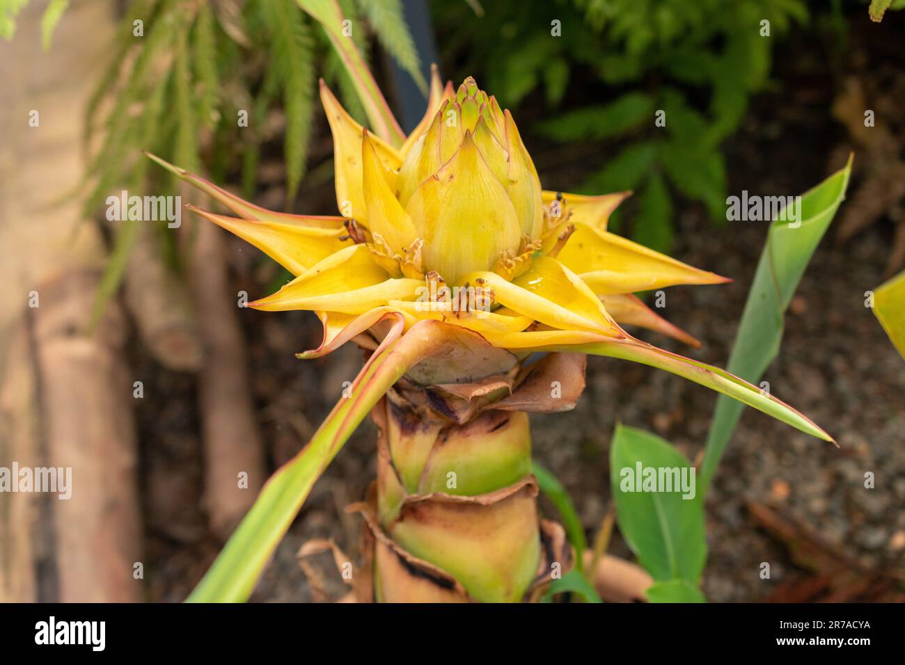 Zürich, Schweiz, 22. Mai 2023 Chinesische Zwergbanane oder Ensete Lasiocarpum im botanischen Garten Stockfoto