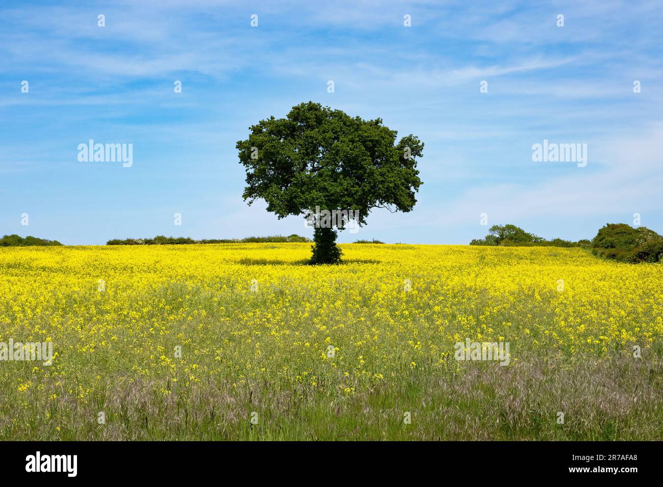 Ein einsamer Baum steht auf einem Raps-Feld, Brassica napus. Norfolk, England, Großbritannien Stockfoto
