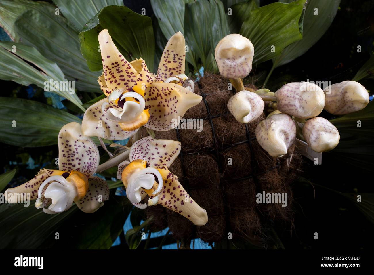 Stanhopea spinleriana (umgedreht) Orchideenblüten Stockfoto