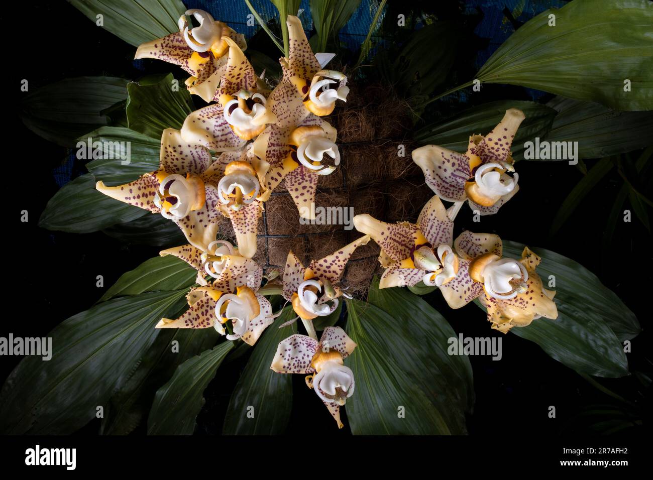 Stanhopea spinleriana (umgedreht) Orchideenblüten Stockfoto