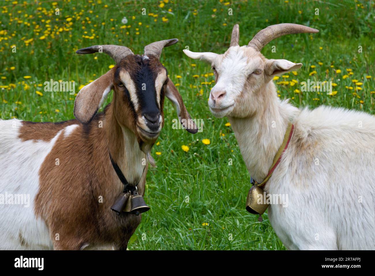 Zwei gehörnte Ziegen mit Glocken in Nahaufnahme auf einer grünen Wiese Stockfoto