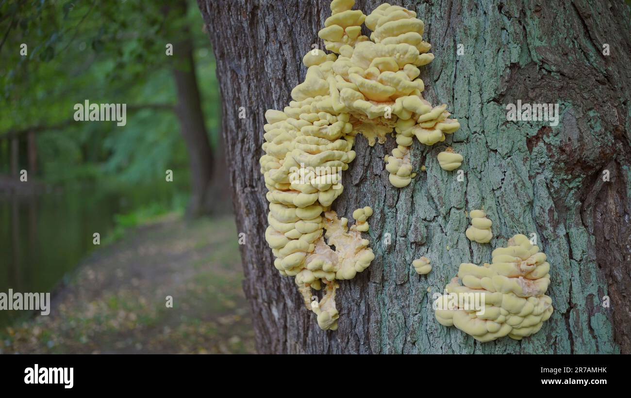 Baumpilze auf Baumstamm auf Seehintergrund Stockfoto