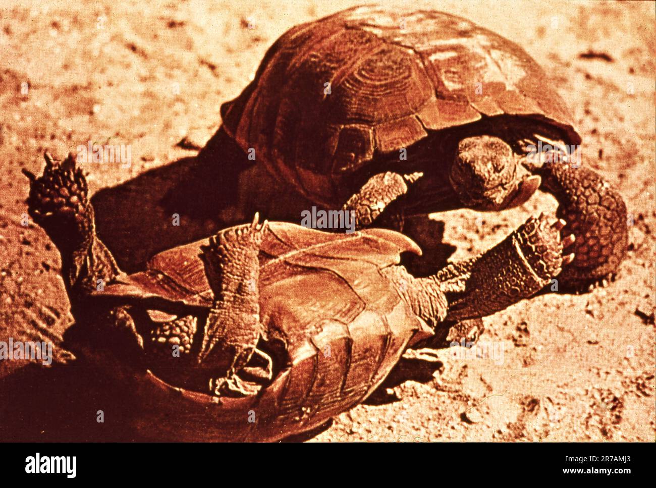 1950er jahre walt disney Fotos und Bildmaterial in hoher Auflösung