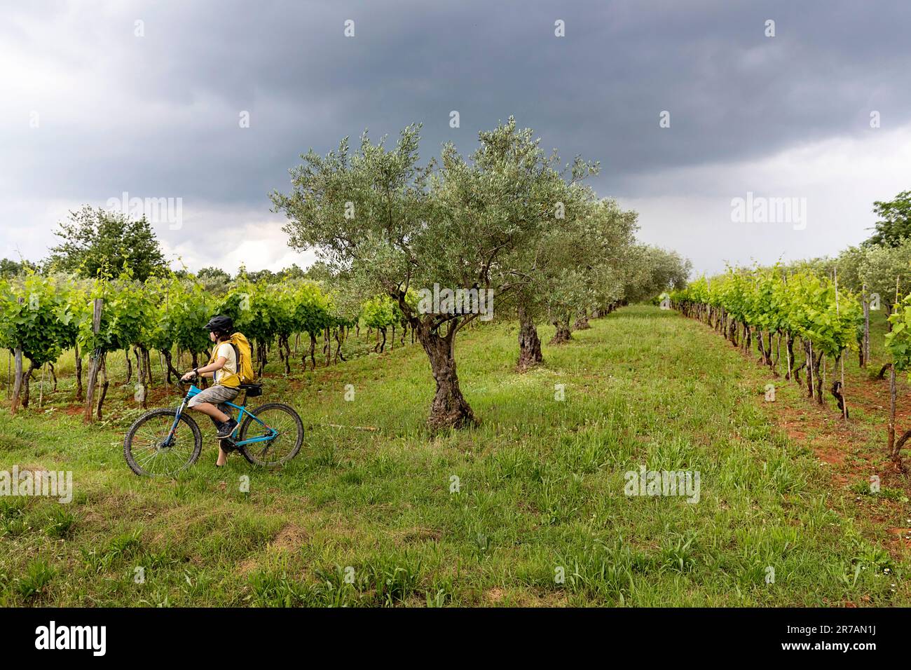 Touristen, ein Junge, Radfahrer auf einem Mountainbike, erkunden üppige Landschaft voller Olivenbäume und Weinberge in der Nähe von Buje auf der istrischen Halbinsel, Kroatien Stockfoto