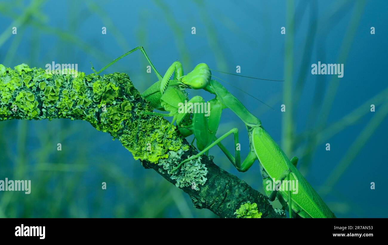 Große weibliche grüne Gottesanbeterin, gierig fressende grüne Grashüpfer, die auf einem mit Flechten bedeckten Ast sitzt. Transkaukasische Baummantis (Hierodula Stockfoto