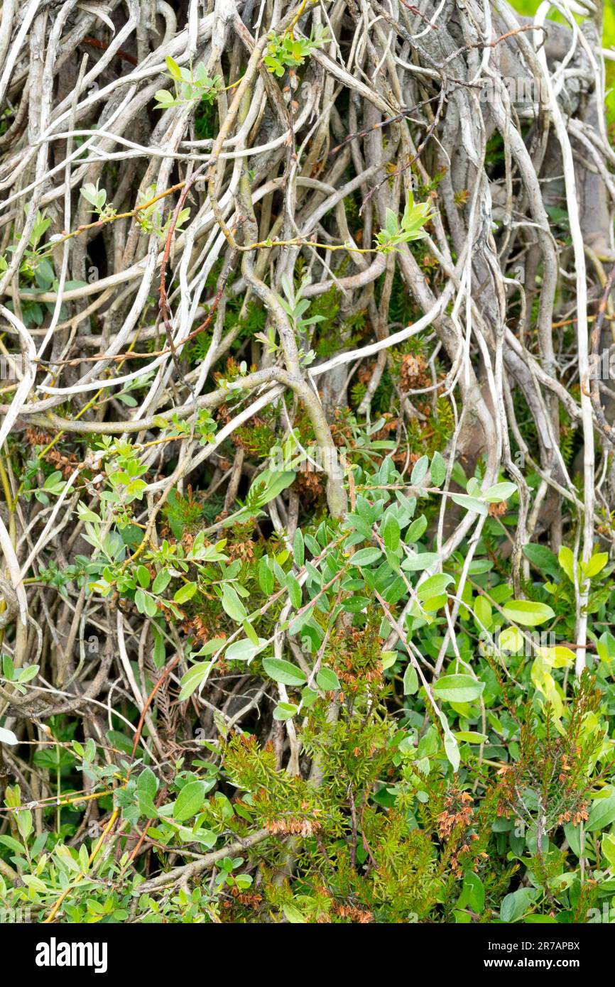 Salix 'Boyds Pendulous', Creeping Willow, Laub, Pflanzen, Prostrate, Zweige Stockfoto