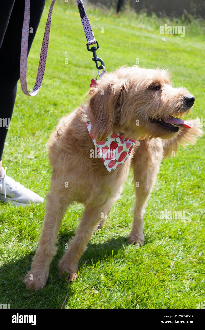 Mischhund auf Bleikeuchen in der Hitze. Stockfoto