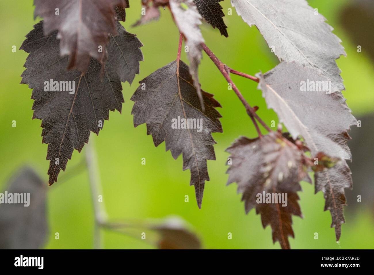 Betula pendula, Blätter, Silberbirke, Dunkel, Blatt, Zweig Betula pendula „Bibor“ Stockfoto