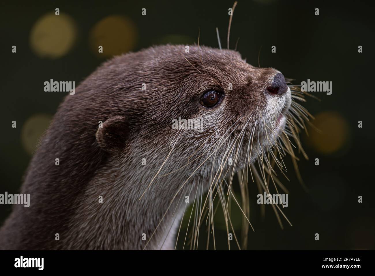 Süßes, glatt beschichtetes Otterporträt (Lutrogale perspicillata) Stockfoto