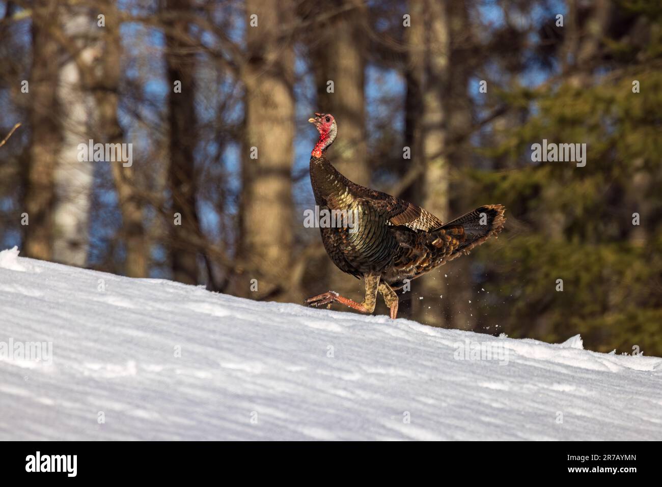 Jake turkey auf einem schneebedeckten Hügel im Norden von Wisconsin. Stockfoto