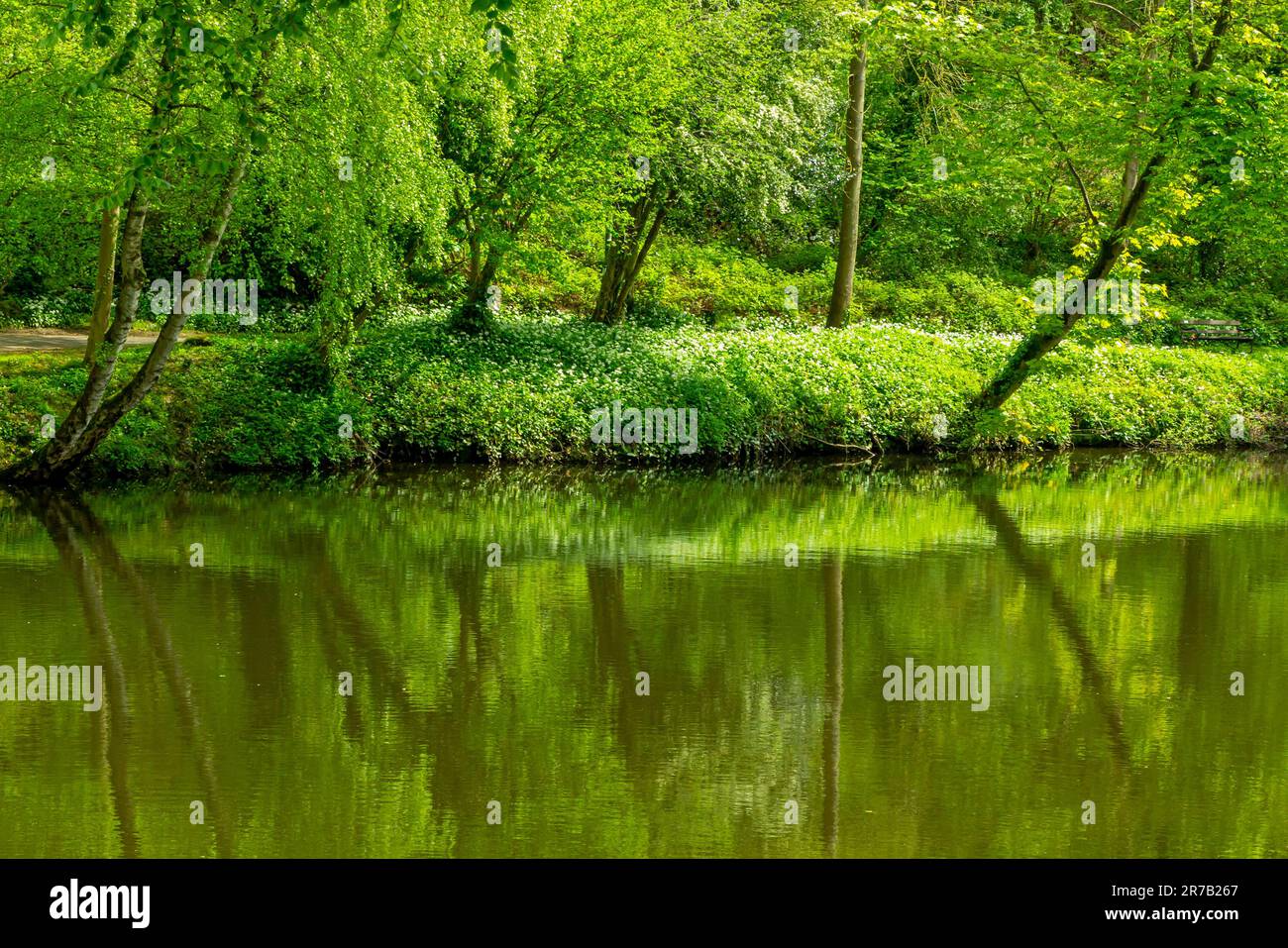 Bäume im Sommer am Fluss Derwent in Matlock Bath ein beliebtes Touristenresort im Derbyshire Dales Peak District England Stockfoto