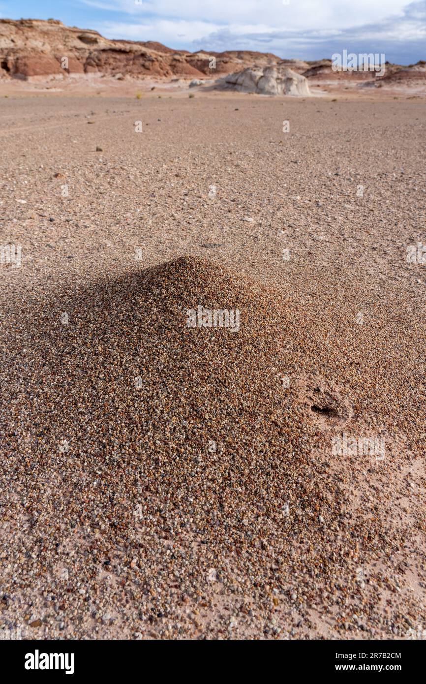 Ein Ameisenhügel aus westlichen Harvester Amts, Pogonomyrmex occidentalis, in der Caineville-Wüste bei Hanksville, Utah. Stockfoto