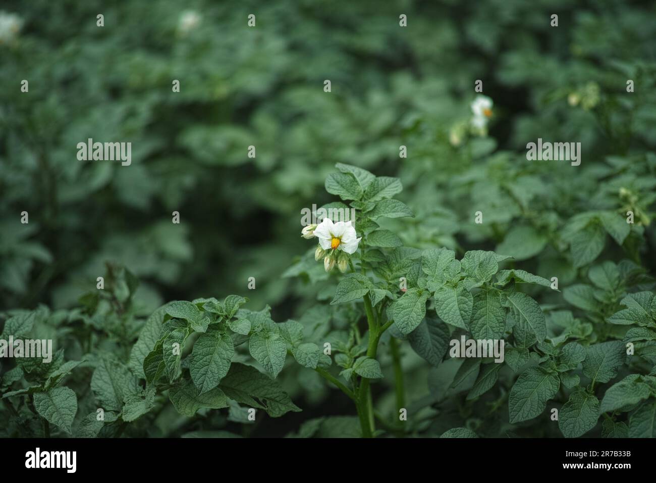 Ein Feld mit Kartoffelpflanzen. Schließen. Stockfoto