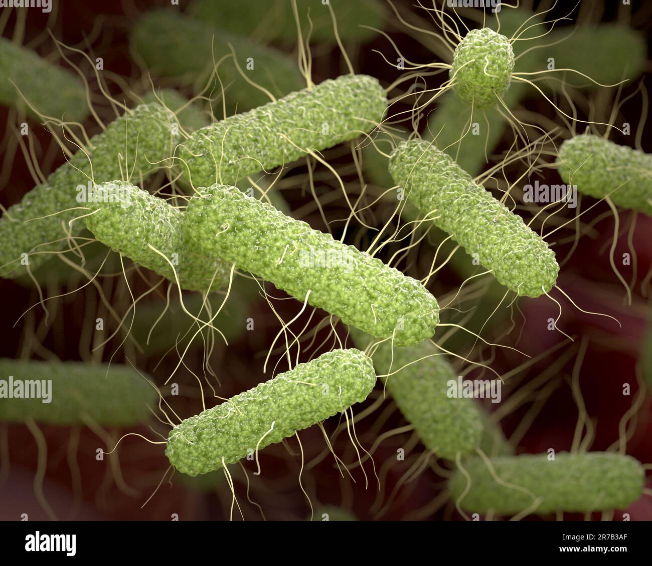 Pathogene Salmonella-Bakterien im Hintergrund. 3D Abbildung Stockfoto