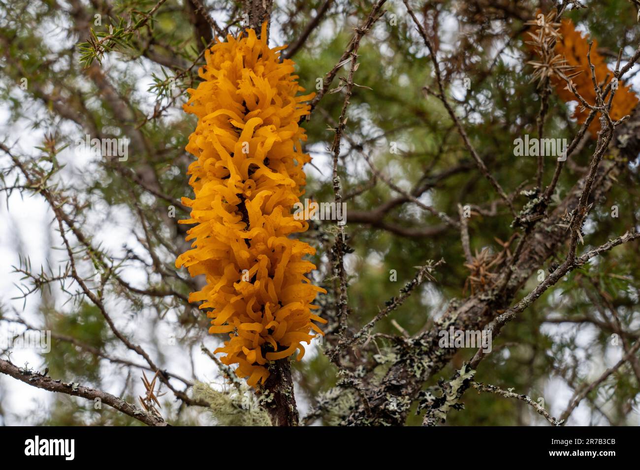 Gymnosporangium-Infektion im Wachtelbauch Stockfoto