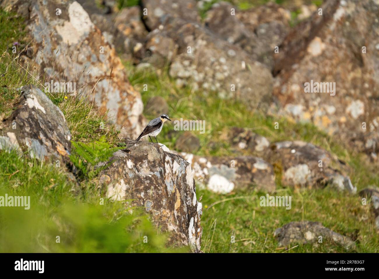Männliches Wheatear (Oenanthe oenanthe) in einem typischen felsigen Lebensraum Stockfoto