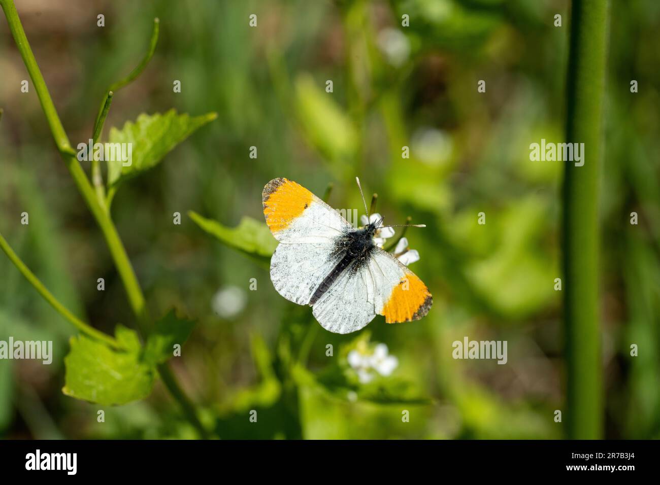 Orangefarbene Spitze, Schmetterling, männlich (Anthocharis-Kardamine) Stockfoto