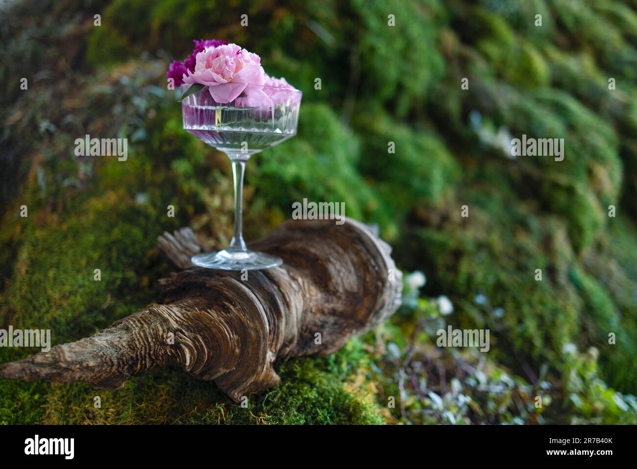 Elegantes, langstieliges Champagnerglas mit Pfingstrosen vor dem Hintergrund von Gras und Moos im Freien. Kristallbecher mit Wasser und rosafarbenem Karmesinrot Stockfoto