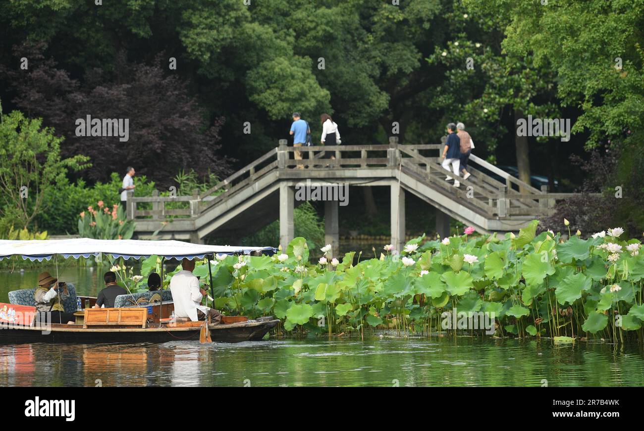 Hangzhou, Chinas Provinz Zhejiang. 11. Juni 2023. Touristen genießen Lotusblumen am Westsee in Hangzhou, der Hauptstadt der ostchinesischen Provinz Zhejiang, am 11. Juni 2023. Hangzhou hat sich mit seinem reichen kulturellen Erbe und seiner atemberaubenden natürlichen Schönheit zu einem absoluten muss für Reisebegeisterte entwickelt. Kredit: Weng Xinyang/Xinhua/Alamy Live News Stockfoto