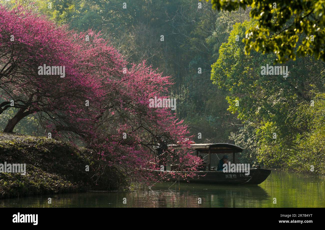 Hangzhou, Chinas Provinz Zhejiang. 18. Februar 2023. Touristen genießen Blüten mit dem Boot im Xixi Feuchtgebiet in Hangzhou, Ostchina Provinz Zhejiang, 18. Februar 2023. Hangzhou hat sich mit seinem reichen kulturellen Erbe und seiner atemberaubenden natürlichen Schönheit zu einem absoluten muss für Reisebegeisterte entwickelt. Kredit: Weng Xinyang/Xinhua/Alamy Live News Stockfoto