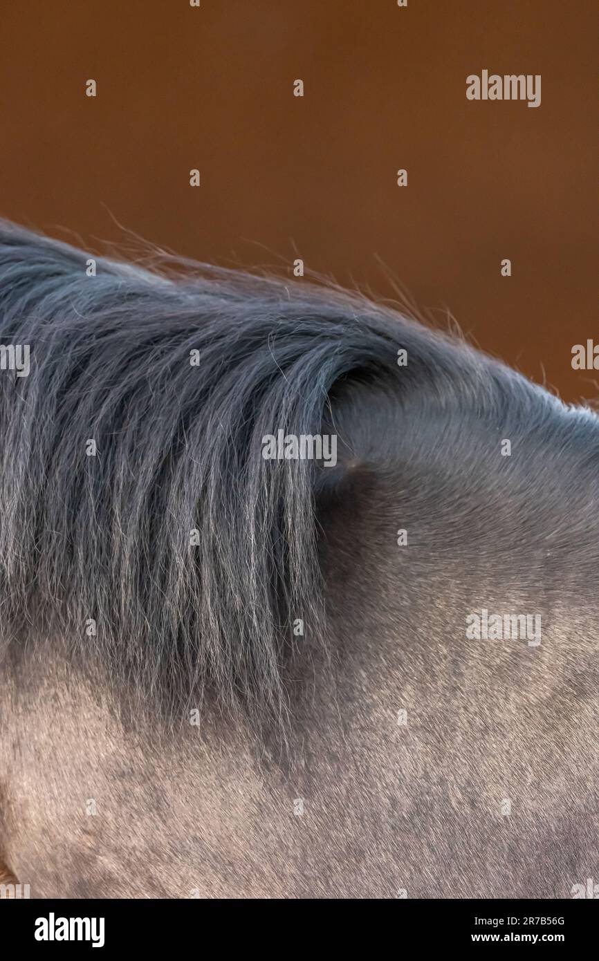 Nahaufnahme der Mähne eines grauen Pferdes. Bas-Rhin, Collectivite europeenne d'Alsace, Grand Est, Frankreich, Europa. Stockfoto