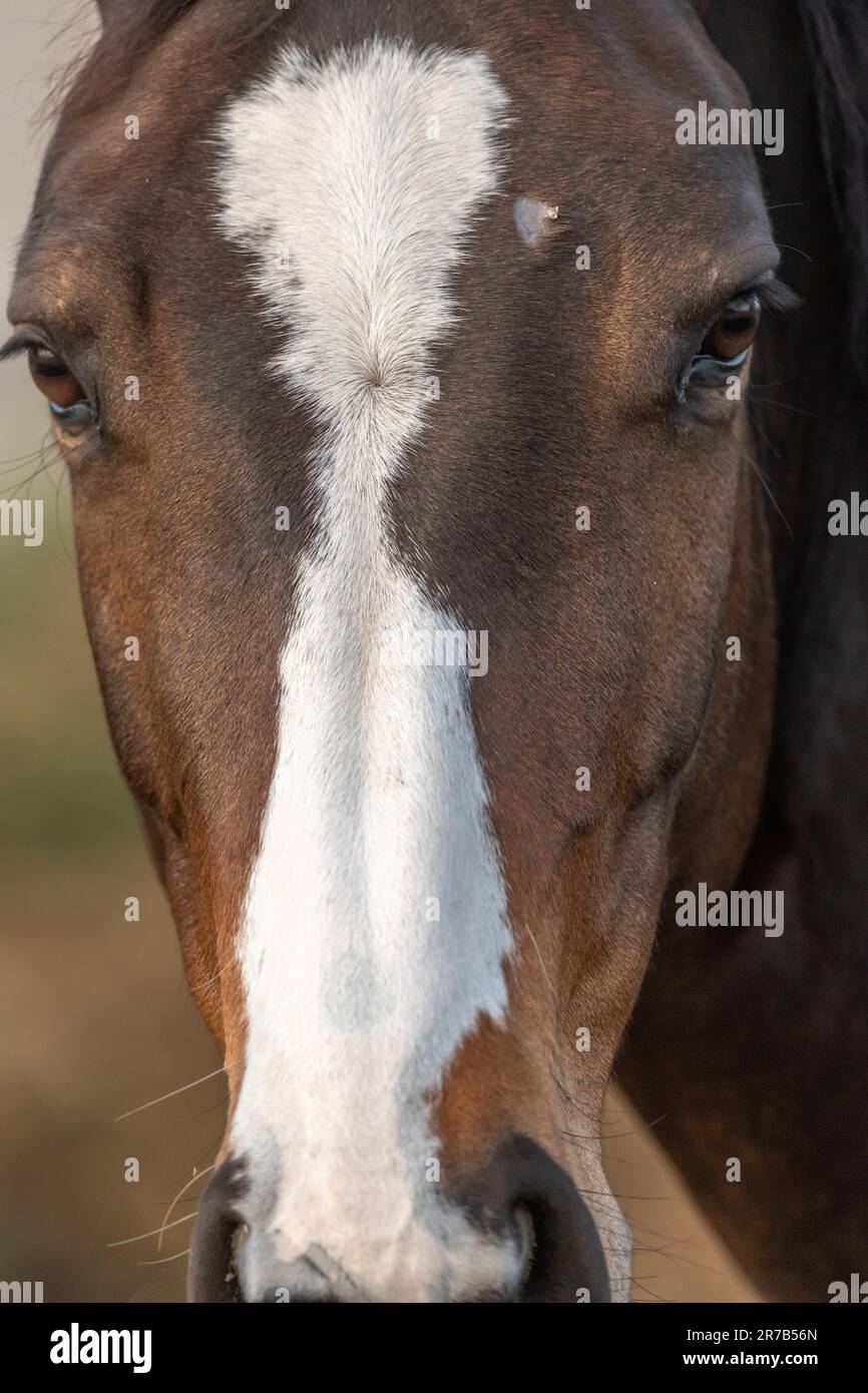 Nahaufnahme eines braunen Pferdes. Bas-Rhin, Collectivite europeenne d'Alsace, Grand Est, Frankreich, Europa. Stockfoto