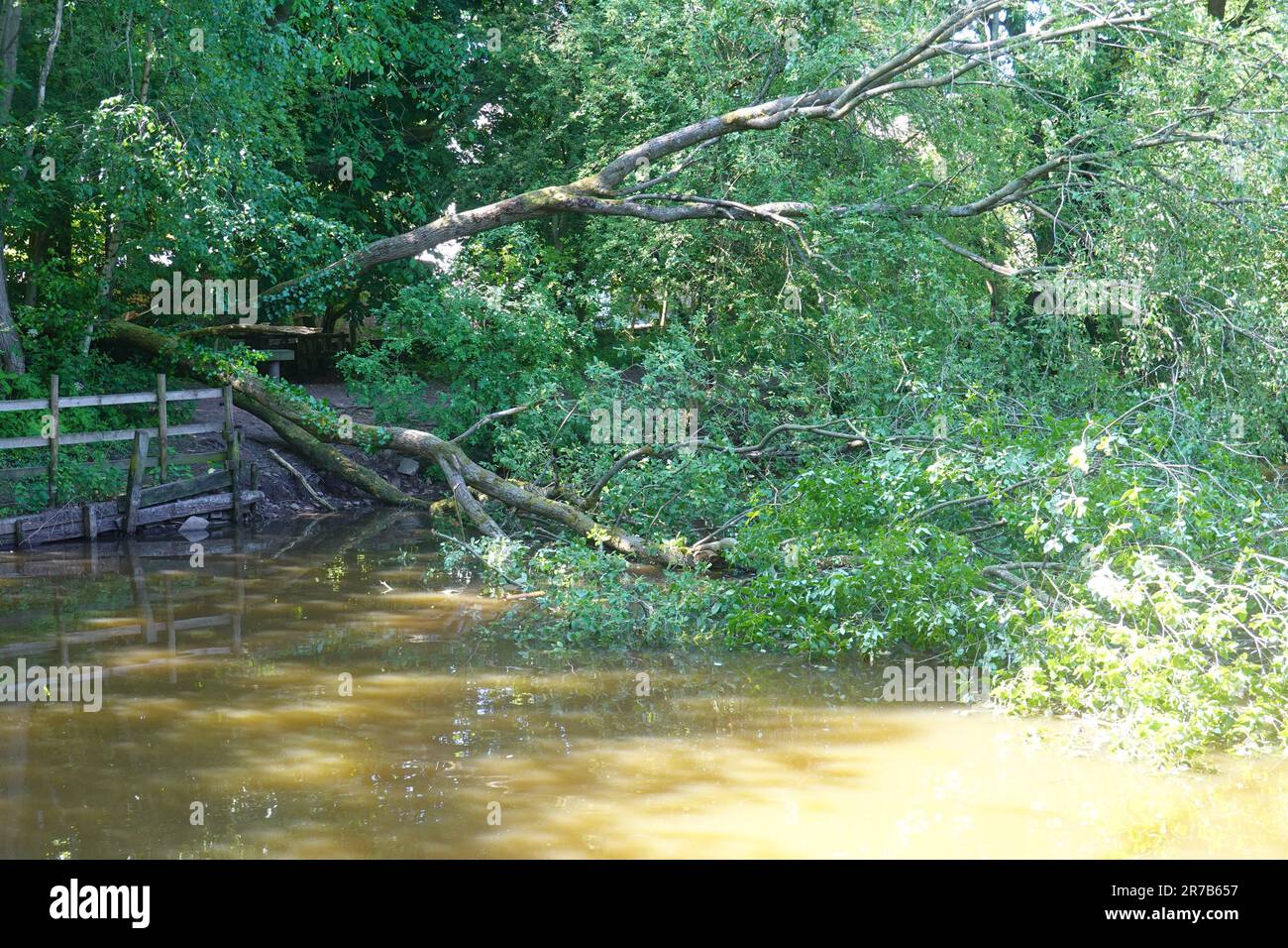 Im New Mills Nature Reserve in Derbyshire ist ein Baum gefallen Stockfoto