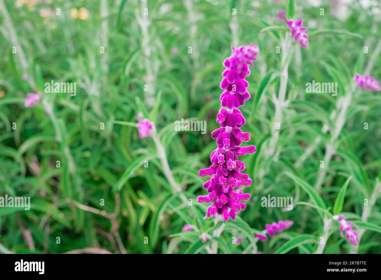 Nahaufnahme eines violetten Dekorationsfeldes von Salbeiblüten. Selektiver Fokus, wunderschöner Sommergarten mit violettem Blumenblütenhintergrund. Waldweiser Stockfoto